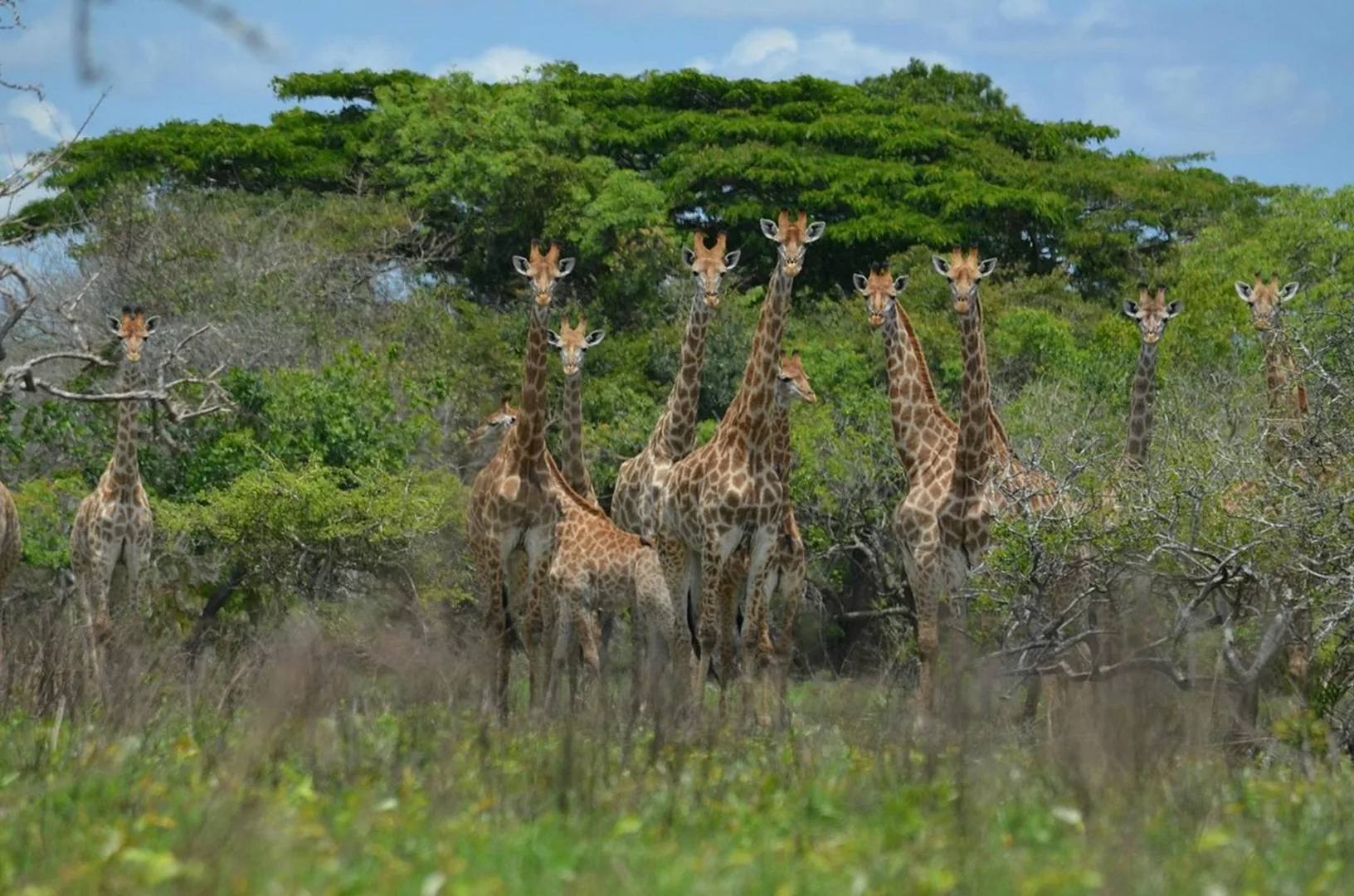 Ponta do Ouro / Maputo National Park